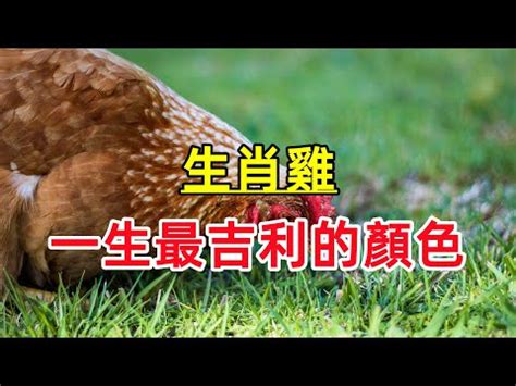 屬雞適合的顏色|【生肖雞的幸運色】屬雞人的幸運色大公開！招好運、。